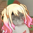 fuzzy fuzzy cute cute, fuzzy fuzzy cute cute, fuzzy fuzzy cute cute, fuzzy fuzzy cute cute